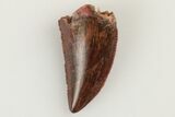 Serrated, Raptor Tooth - Real Dinosaur Tooth #193055-1